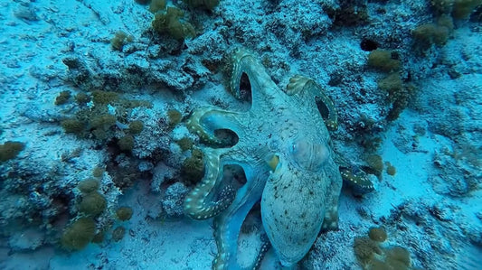 How Octopuses Change Colour — and What It Means for Colour-Changing Materials
